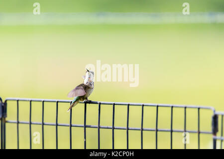 Un maschio immaturo Ruby-throated hummingbird, archilochus colubris, appollaiato su un recinto. Foto Stock