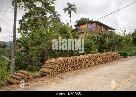 Giugno 8, 2017 Jondachi, Ecuador: legno tagliato lungo la strada per la vendita nell'area amazzonica Foto Stock