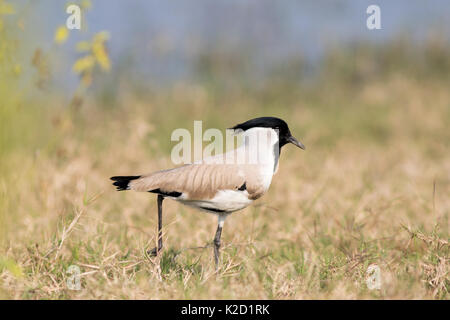 Il fiume pavoncella (Vanellus duvaucelii) nelle praterie di Jim Corbett National Park, Uttarakhand, India Foto Stock