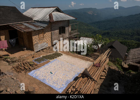 Colture di essiccazione in Changa Naga tribù village, Tuensang distretto. Il Nagaland, nord-est dell India, ottobre 2014. Foto Stock