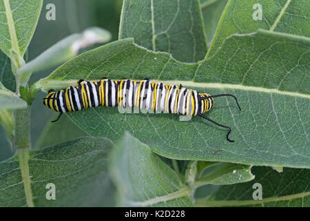 La Monarch caterpillar su milkweed comune Foto Stock