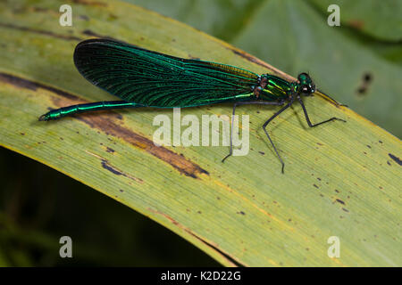 Maschio maturo belle demoiselle damselfly, Calopteryx virgo, mostrando iridiscent blu colorazione verde sul corpo e le ali Foto Stock