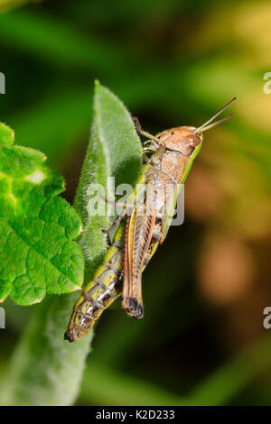 Prato femmina grasshopper, Chorthippus parallelus, in Plymouth riserva naturale Foto Stock