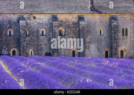 Lavanda (Lavendula angustifolia) i campi di fronte all'Abbazia di Senanque, Gordes Village, Provenza, Francia, luglio 2015. Foto Stock