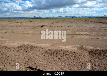 Deserto vicino a San Simon, recentemente preparato per la coltivazione, Arizona, Stati Uniti. Settembre 2013. Foto Stock