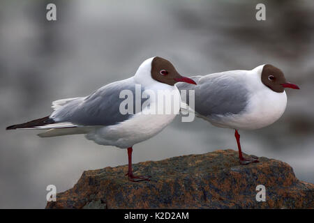 Due gambe per due. Due a testa nera i gabbiani sono quasi indistinguibili tra loro (come simili come due piselli), sono coppia di gemelli per uomo, ma è abbastanza d Foto Stock