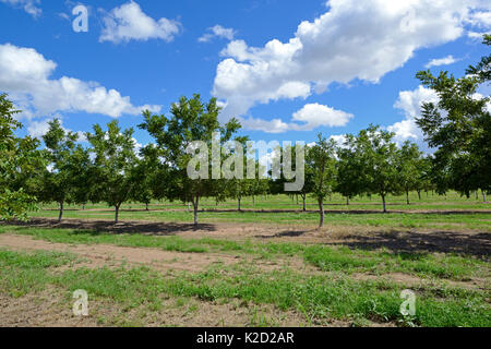 Piantagione di alberi di pistacchio (Pistacia vera) nel deserto vicino a San Simone. Arizona, USA, settembre 2013. Foto Stock