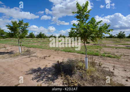 Piantagione di alberi di pistacchio (Pistacia vera) nel deserto vicino a San Simone. Arizona, USA, settembre 2013. Foto Stock