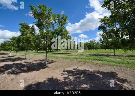 Piantagione di alberi di pistacchio (Pistacia vera) nel deserto vicino a San Simone. Arizona, USA, settembre 2013. Foto Stock