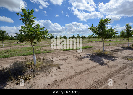 Piantagione di alberi di pistacchio (Pistacia vera) nel deserto vicino a San Simone. Arizona, USA, settembre 2013. Foto Stock