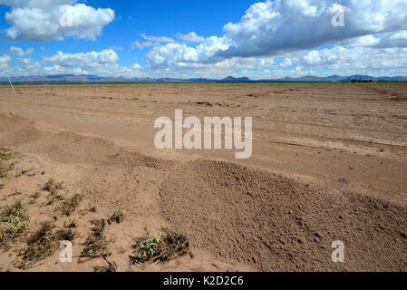 Deserto vicino a San Simon, recentemente preparato per la coltivazione, Arizona, Stati Uniti. Settembre 2013. Foto Stock