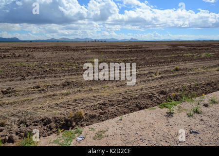 Deserto vicino a San Simon, recentemente preparato per la coltivazione, Arizona, Stati Uniti. Settembre 2013. Foto Stock