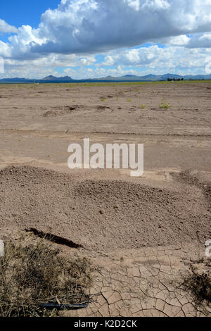 Deserto vicino a San Simon, recentemente preparato per la coltivazione, Arizona, Stati Uniti. Settembre 2013. Foto Stock