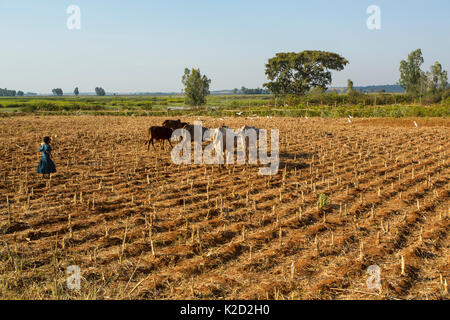 Ragazza con il pascolo di bestiame raccolti sul campo. Jimba, Lago Tana Riserva della Biosfera, Etiopia. Dicembre 2013. Foto Stock