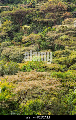 "Chiesa foresta', area di foresta antica, conservate dai sacerdoti della Chiesa Ortodossa Tewahedo Etiope Tara Gedam, Lago Tana Riserva della Biosfera, Etiopia. Dicembre 2013. Foto Stock