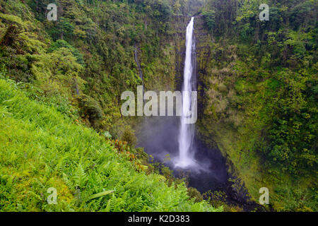 Akaka falls (422 piedi) circondato da vegetazione, (molto di che è non nativo) Akaka Falls State Park, Hawaii. Foto Stock