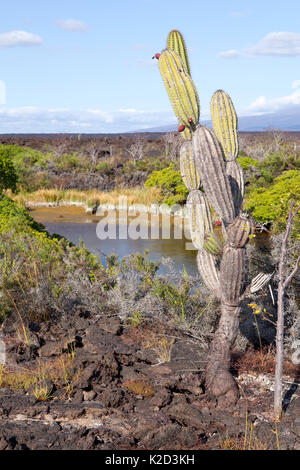 Cactus (Jasminocereus) Moreno punto, Isabela Island, Isole Galapagos, Est Oceano Pacifico Foto Stock