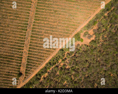 Vista aerea di sisal (agave sisalana) plantation a fianco di foresta spinosa contenente alberi di polpo (Didiera madagascariensis) Berenty, Madagascar, ottobre 2015. Foto Stock