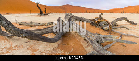 Morto il Camel Thorn trees (Vachellia / Acacia erioloba) distante con dune di sabbia, Deadvlei, Namib-Naukluft National Park, Namibia, Africa, Giugno 2015. Foto Stock