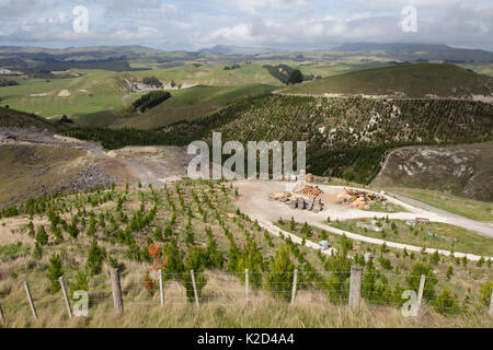 Giovani pino di Monterey (Pinus radiata) plantation, ripiantati su un precedentemente chiara pino di Monterey plantation, con terreni agricoli in distanza, Waipawa, Hawkes Bay, Nuova Zelanda, settembre 2011. Foto Stock