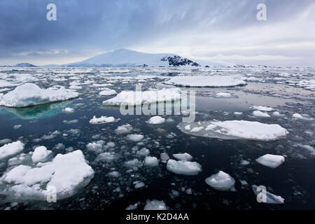 Insolente e ghiaccio bergy bit (piccoli iceberg) che copre la superficie del canale di Lemaire, Penisola Antartica, Antartide, Gennaio 2012. Foto Stock