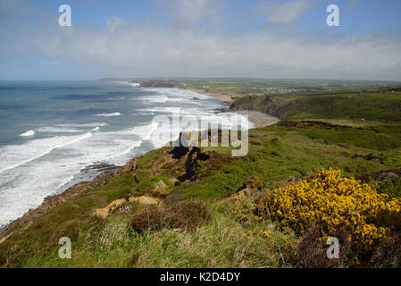 Gorse bussole (Ulex Europaeus) fioritura su una scogliera che si affaccia Widemouth Bay, Cornwall, Regno Unito, maggio. Foto Stock