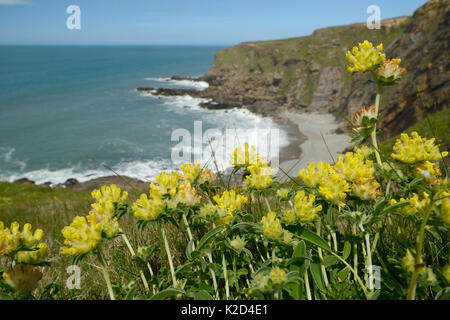 Rene veccia (Anthyllis vulneraria) fioritura su slumping cliff, Widemouth Bay, Cornwall, Regno Unito, maggio. Foto Stock