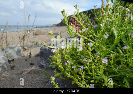 Mare rocket (Cakile maritima) ammassarsi fioritura alta su di una spiaggia di sabbia, vicino a Bude, Cornwall, Regno Unito, Settembre. Foto Stock