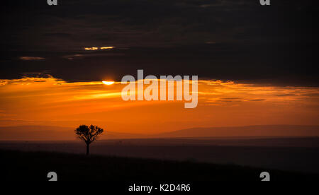 Sunrise oltre le pianure dell Africa Orientale. Masai Mara del Kenya. Agosto 2014. Foto Stock