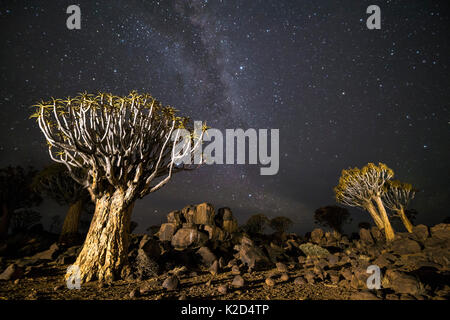 Faretra alberi (Aloe dichotoma) con la Via Lattea di notte, Keetmanshoop, Namibia. Foto Stock