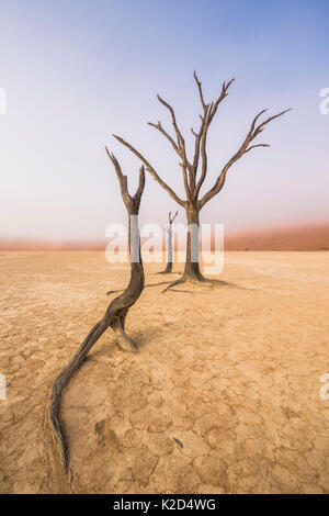 Antica Camelthorn morto tree (Vachellia erioloba) alberi con dune rosse, Namib Desert, Deadvlei, Sossusvlei, Namibia. Agosto 2015. Foto Stock