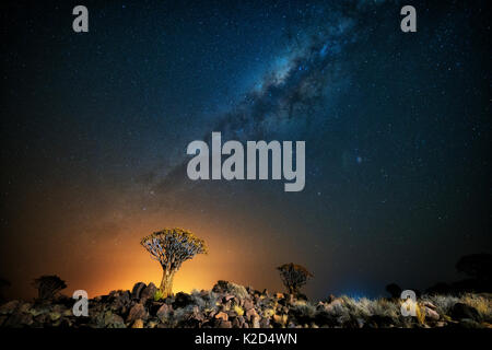 Faretra tree (Aloe dichotoma) con la Via Lattea di notte, e l'inquinamento luminoso dalla città in distanza, di Keetmanshoop, Namibia. Colori accentuati digitalmente. Foto Stock