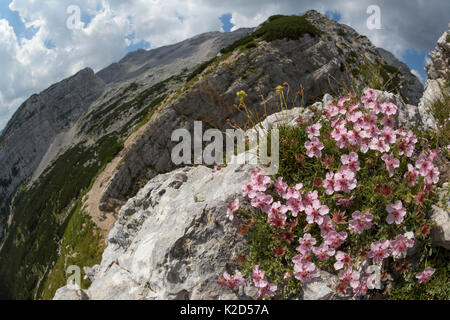 Pink cinquefoil (Potentilla nitida) cresce su mountianside. Il Parco Nazionale del Triglav, Julain Alpi, Slovenia. Luglio 2015. Foto Stock