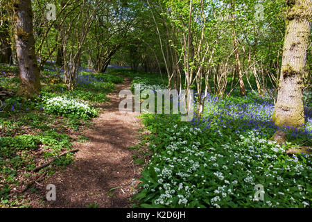 Sentiero attraverso Garston legno RSPB riserva con Bluebell (Hyacinthoides non scripta) e Ramsons (Allium ursinum) vicino a Shaftesbury, Dorset, Regno Unito potrebbero Foto Stock