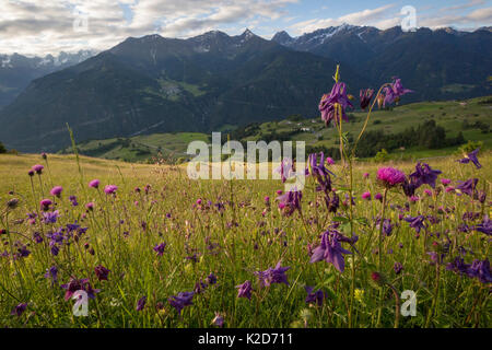 Columbine scuro (Aquilegia atrata) e tuberose Thistle (Cirsium tuberosum) fioritura in tradional prato da fieno. Nordtirol, Alpi austriache. Giugno. Foto Stock