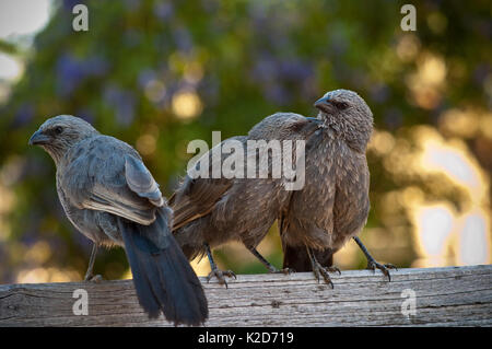 Piccolo gruppo familiare di Struthidea cinerea seduto su una rampa di legno. Foto Stock