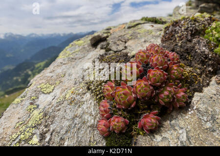 Mountain semprevivo (Sempervivum montanum) crescente tra rocce Sul ghiaione. Nordtirol, Alpi austriache, Giugno. Foto Stock