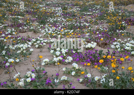 Dune primrose, sabbia verbena, e Desert gold emerge dalla sabbia dopo brevi piogge di primavera in Anza-Borrego Desert State Park, California, STATI UNITI D'AMERICA MARZO Foto Stock