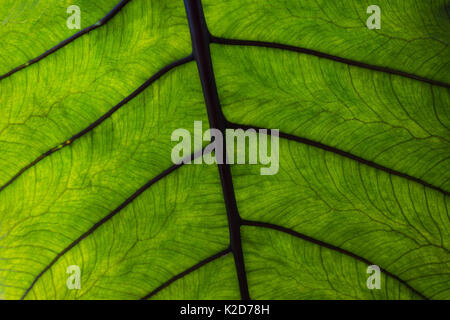 Foglie dettaglio fotografato in Kew Royal Botanic Gardens, London, Regno Unito Foto Stock