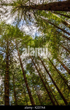 Vecchi alberi in Avatar Grove foresta vicino Port Renfrew sull'Isola di Vancouver, British Columbia, Canada. Foto Stock