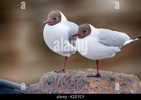 Due gambe per due. Due a testa nera i gabbiani sono quasi indistinguibili tra loro (come simili come due piselli), sono coppia di gemelli per uomo, ma è abbastanza d Foto Stock