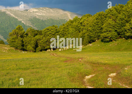 Appennino centrale Area Rewilding, Lazio e Molise Parco Nazionale, Abruzzo, Italia, Giugno 2014. Foto Stock