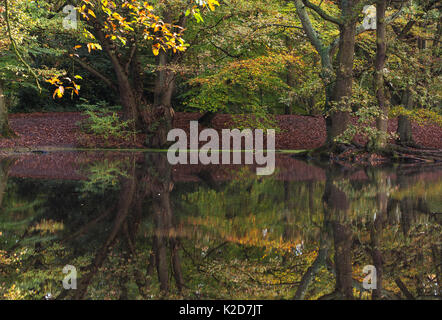 Inglese quercia (Quercus robur) e rame faggio (Fagus purpurea) riflesso in acqua in autunno, Sandy Heath Hampstead Heath, Londra, Inghilterra, Regno Unito. Novembre. Foto Stock