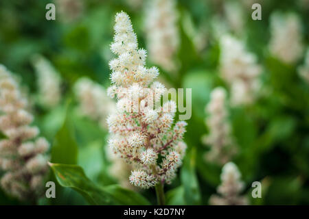 Maianthemum racemosum noto anche come falso nardo in Kew Royal Botanic Gardens a Londra, Regno Unito Foto Stock