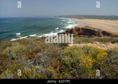 Paesaggio di Praia do Bordeira beach con curry impianto (Helichrysum italicum picardii) grumi fioritura in primo piano, Southeastern Alentejo e Costa Vicentina National Park, Algarve, Portogallo, Agosto 2013. Foto Stock