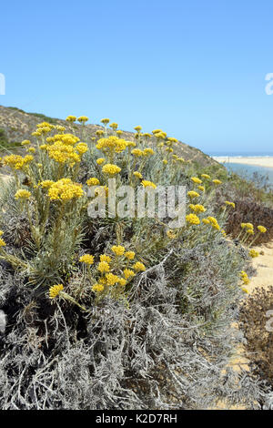 Impianto di Curry (Helichrysum italicum picardii) ammassarsi fioritura sulle dune di sabbia, Southeastern Alentejo e Costa Vicentina National Park, Algarve, Portogallo, Agosto 2013 Foto Stock