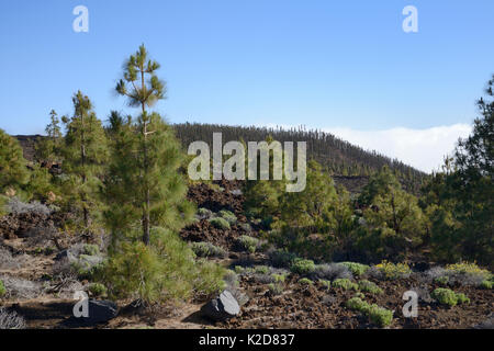 Isola Canarie pini (Pinus canariensis), endemico delle Canarie, crescente tra vecchia lava vulcanica fluisce sotto il Monte Teide, Parco Nazionale di Teide Tenerife, Isole Canarie, maggio. Foto Stock