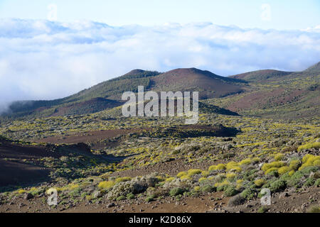 Il Cloud intorno le highlands di Tenerife, con fitte foreste di pino delle Canarie (Pinus canariensis) e montane endemici compresi Teide scopa bianco (Spartocytisus supranubius) e paglia Teide (Descourainia bourgaeana), Tenerife, maggio. Foto Stock