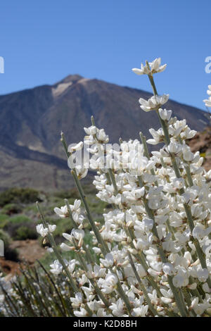 Il Teide scopa bianco (Spartocytisus supranubius) fioritura sulle pendici del monte Teide, Parco Nazionale di Teide Tenerife, maggio. Foto Stock