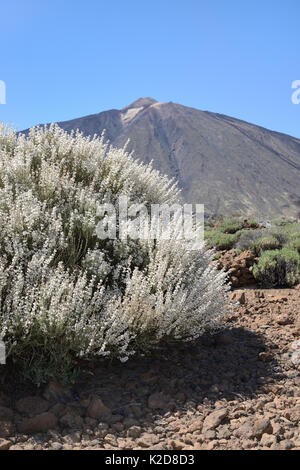 Il Teide scopa bianco (Spartocytisus supranubius) fioritura sulle pendici del monte Teide, Parco Nazionale di Teide Tenerife, maggio. Foto Stock